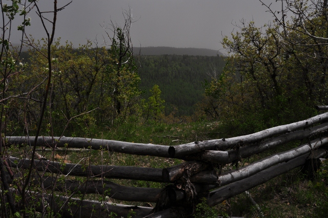 Big Al Trail of aspens
